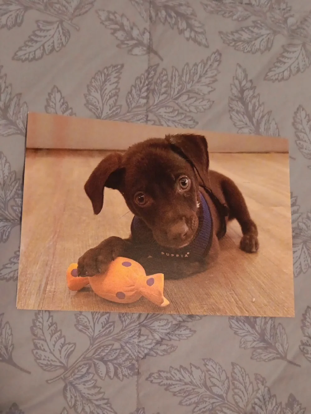 Animal Cards Dog/Puppy & Cat Set of 4 w-white envelopes included